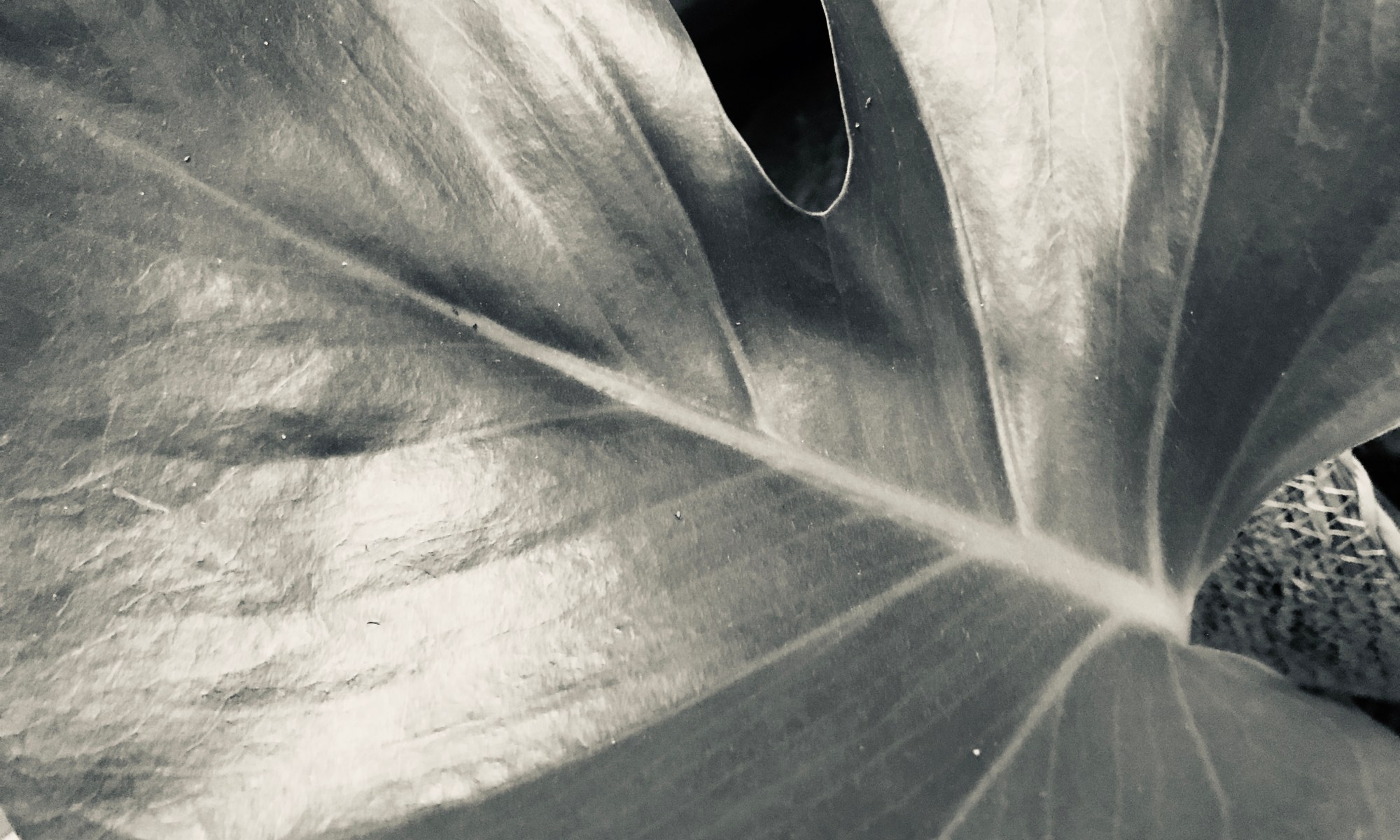 Isabel marketing y comunicación digital